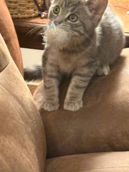 Tiny