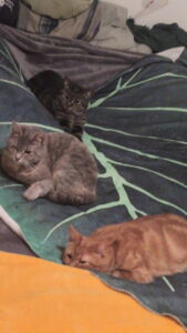 Rehoming 3 cats, friend getting evicted and cannot keep them