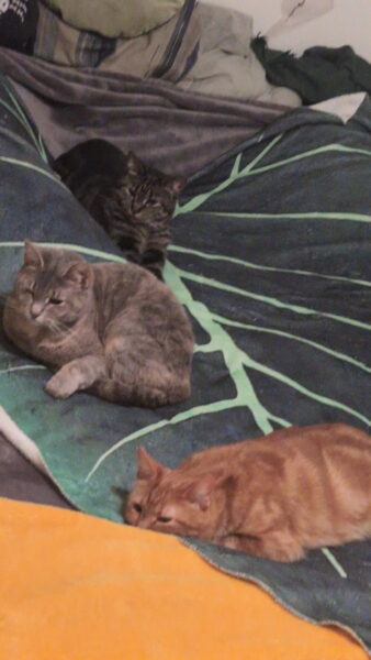 Rehoming 3 cats, friend getting evicted and cannot keep them