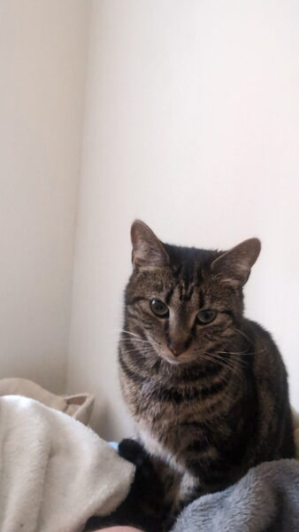 Rehoming 3 cats, friend getting evicted and cannot keep them