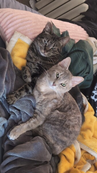 Rehoming 3 cats, friend getting evicted and cannot keep them