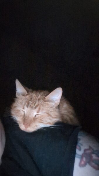 Rehoming 3 cats, friend getting evicted and cannot keep them