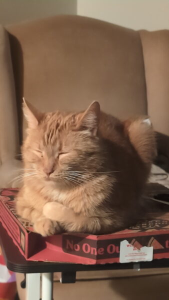 Rehoming 3 cats, friend getting evicted and cannot keep them