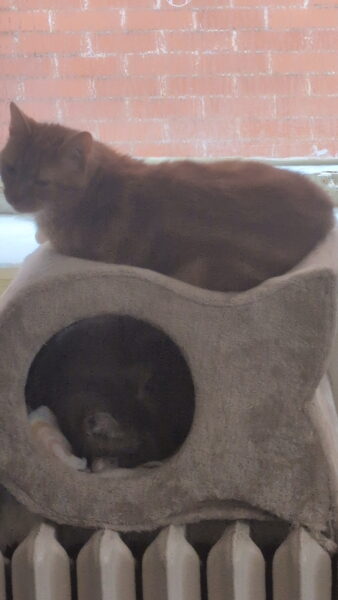 Rehoming 3 cats, friend getting evicted and cannot keep them