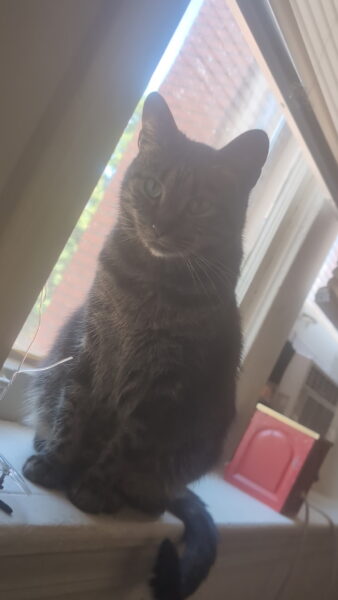 Rehoming 3 cats, friend getting evicted and cannot keep them