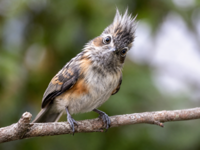 Strange little bird