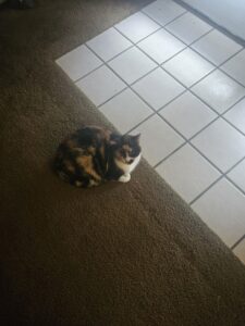 Adult female cat