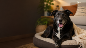 Find a Pet. Help a Pet Find Home.