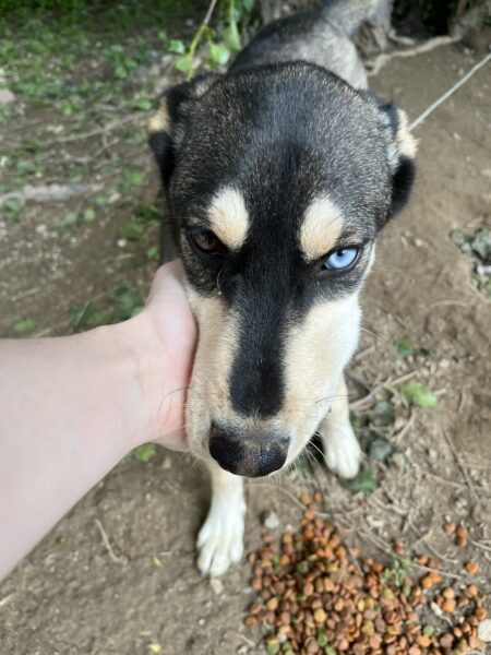 Rehoming Zelda