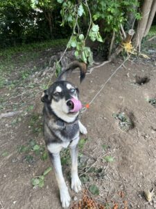 Rehoming Zelda