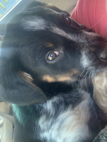 Blue Tick Mix