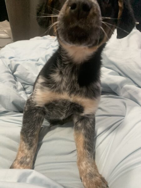 Blue Tick Mix