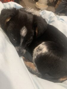 Blue Tick Mix