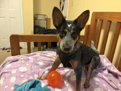 MALE BLUE HEELER PUPPY LOOKING FOR A LOVING HOME