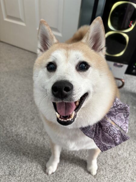 Female Shiba Inu Looking for a Good Home