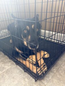 Ernie is looking for his Fur-Ever home