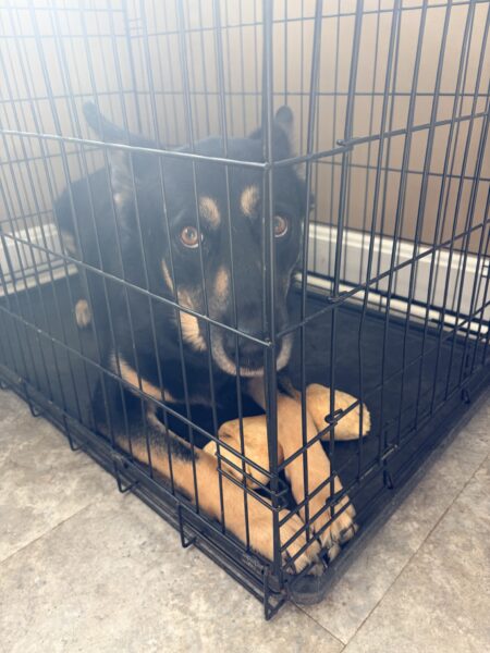 Ernie is looking for his Fur-Ever home