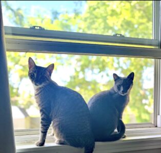 Need 2 cats rehomed together!