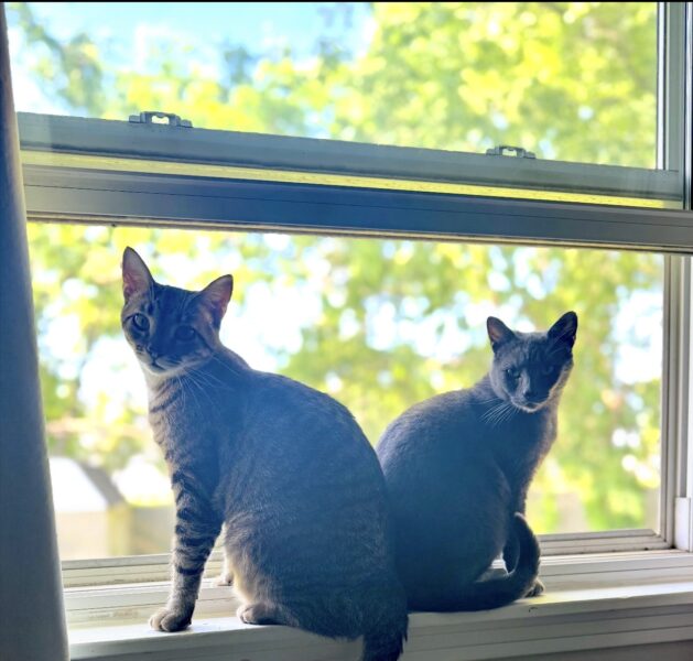 Need 2 cats rehomed together!