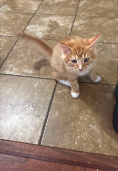Mufasa