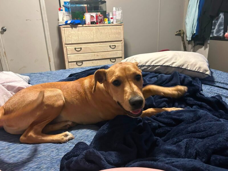 Needing a good home