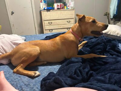 Needing a good home
