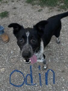 blue heeler x border collie