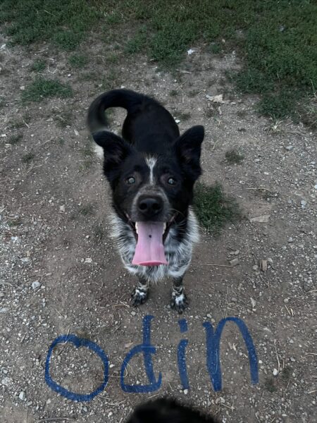 blue heeler x border collie