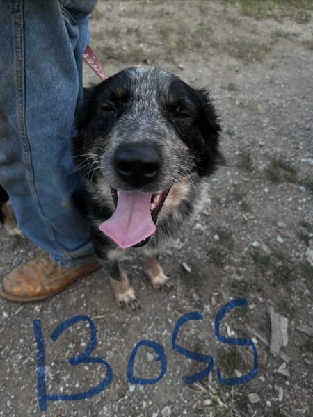 blue heeler x border collie