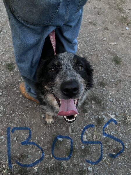 blue heeler x border collie