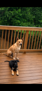 Loving pup looking for furever home
