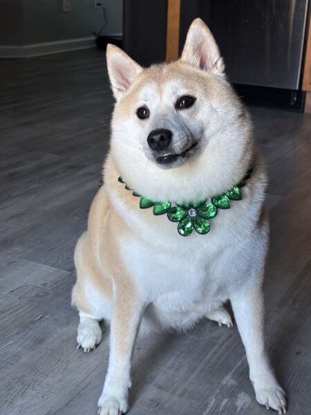 Female Shiba Inu Looking for a Good Home