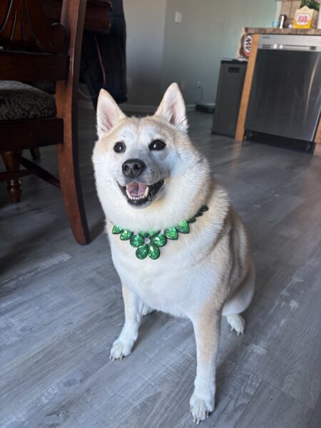 Female Shiba Inu Looking for a Good Home