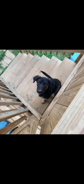 Loving pup looking for furever home