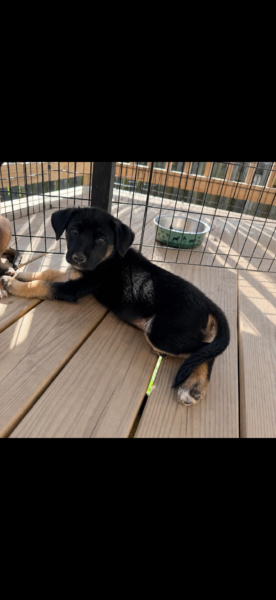 Loving pup looking for furever home