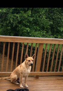 Loving dog looking for furever home