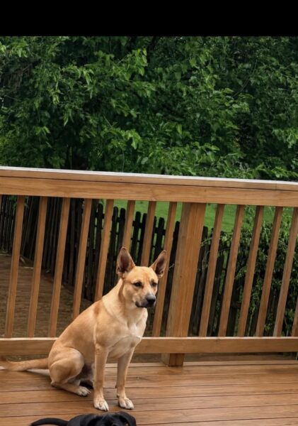 Loving dog looking for furever home