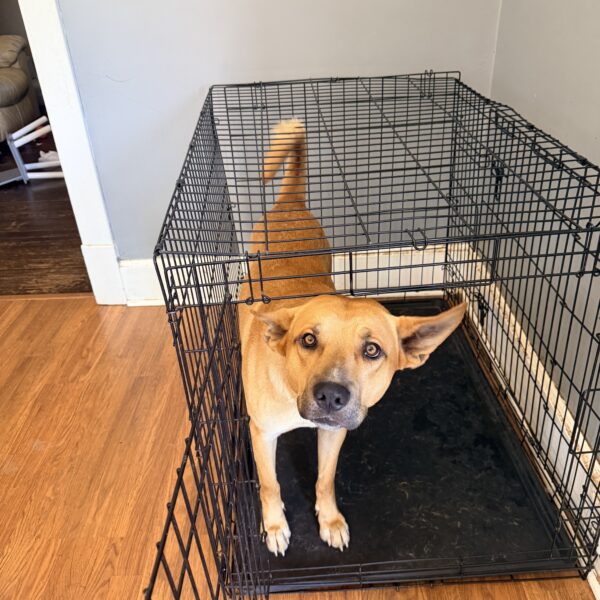 Loving dog looking for furever home