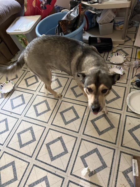 Duke German shepherd mix