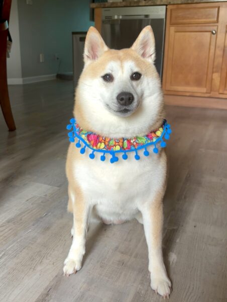 Female Shiba Inu Looking for a Good Home