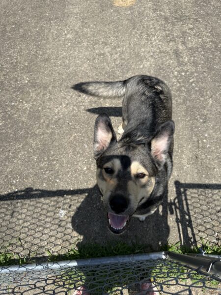 Duke German shepherd mix