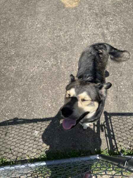 Duke German shepherd mix
