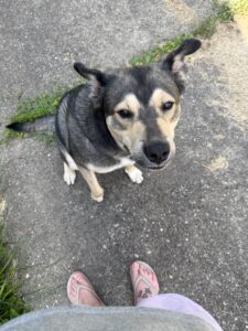 Duke German shepherd mix