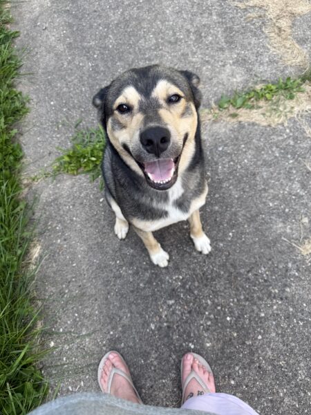 Duke German shepherd mix