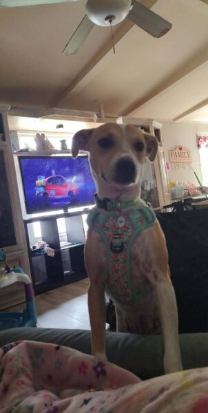 rehoming dog due to loss of job