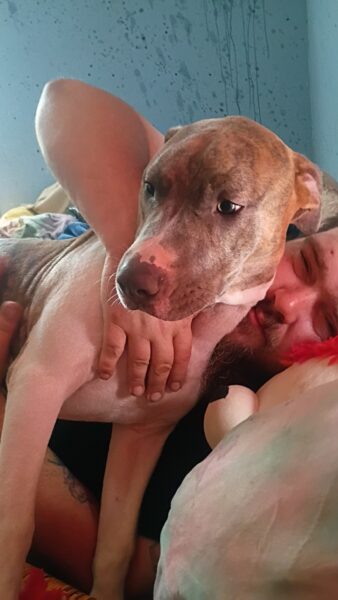 Bully pitbull puppy