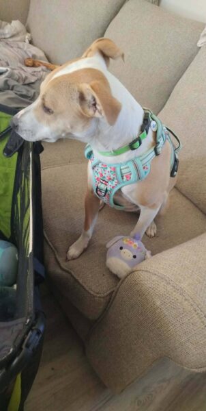 rehoming dog due to loss of job