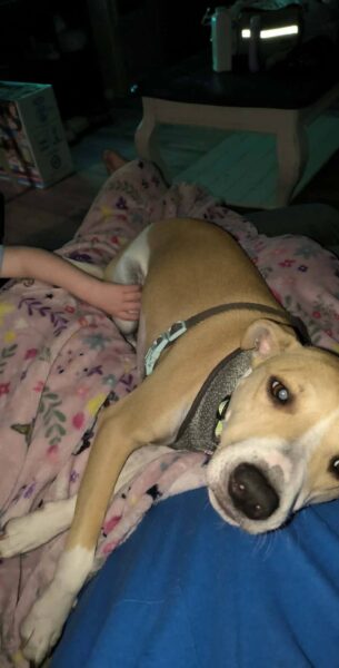 rehoming dog due to loss of job