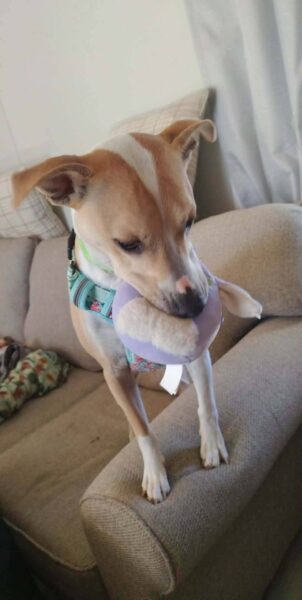 rehoming dog due to loss of job