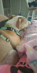 rehoming dog due to loss of job
